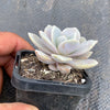 xGraptoveria Pink Laui