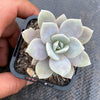 xGraptoveria Pink Laui