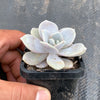 xGraptoveria Pink Laui