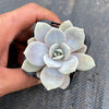xGraptoveria Pink Laui