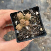 Crassula quadrangularis