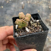 Crassula quadrangularis
