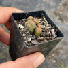 Crassula quadrangularis