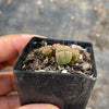 Crassula quadrangularis