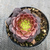 Aeonium 'Short Black' (1 x CUTTING)