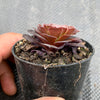 Aeonium 'Short Black' (1 x CUTTING)
