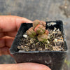 Crassula quadrangularis