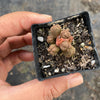 Crassula quadrangularis