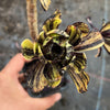 Aeonium 'Big Bang' (1 x CUTTING)