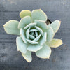 Echeveria 'Blue Cloud'