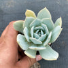 Echeveria 'Blue Cloud'