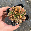 Echeveria 'Green smile' f. cristata