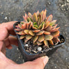 Echeveria 'Green smile' f. cristata