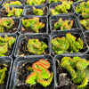 Euphorbia flanaganii f. cristata (The Brain)