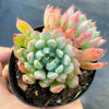 Echeveria setosa var. deminuta x NOVA