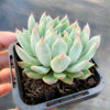 Echeveria setosa var. deminuta x NOVA