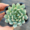 Echeveria setosa var. deminuta x NOVA