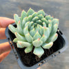 Echeveria setosa var. deminuta x NOVA