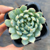 Echeveria setosa var. deminuta x NOVA