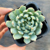 Echeveria setosa var. deminuta x NOVA
