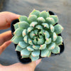 Echeveria setosa var. deminuta x NOVA