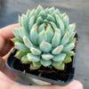 Echeveria setosa var. deminuta x NOVA