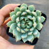 Echeveria setosa var. deminuta x NOVA