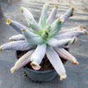 Echeveria 'Culibra'