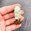 Crassula arta