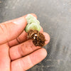 Crassula arta