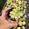 Echeveria Golden Nugget Variegated (w/pup)