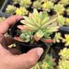 Echeveria Golden Nugget Variegated (w/pup)