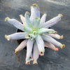Echeveria 'Culibra'