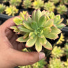 Echeveria Golden Nugget Variegated (w/pup)