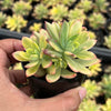 Echeveria Golden Nugget Variegated (w/pup)