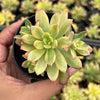 Echeveria Golden Nugget Variegated (w/pup)