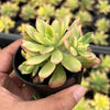 Echeveria Golden Nugget Variegated (w/pup)