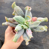 Echeveria 'Culibra'