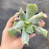 Echeveria 'Culibra'