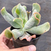 Echeveria 'Culibra'