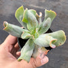 Echeveria 'Culibra'