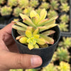 Echeveria Golden Nugget Variegated (w/pup)