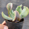 Echeveria 'Culibra'