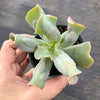 Echeveria 'Culibra'