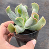 Echeveria 'Culibra'