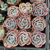 Echeveria Beyonce Rainbow Variegated