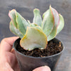 Echeveria 'Culibra'
