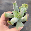 Echeveria 'Culibra'