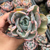 Echeveria Beyonce Rainbow Variegated