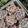Echeveria Beyonce Rainbow Variegated